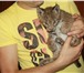 Из питомника котята канадской рыси, 2473307 Экзотическая короткошерстная фото в Санкт-Петербурге