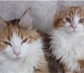 Котята американской породы Мейн кун с отличной родословной, Недорого ! 69445  фото в Магнитогорске