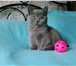 Роскошная супер плюшевая малышка 4017110 Британская короткошерстная фото в Санкт-Петербурге