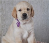 Щенки палевого лабрадора от титулованных родителей 4289320 Лабрадор-ретривер фото в Севастополь