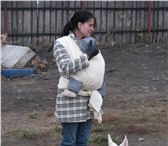 Изображение в Прочее,  разное Разное Внимание!Дрессировка и воспитание собак опытными в Омске 0