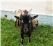 Фото в Домашние животные Другие животные Козлу 7 месяцев, коза младше на 2 недели. в Брянске 6 000