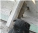Изображение в Домашние животные Отдам даром Срочно отдам симпатичных щенков помесь лайки в Братске 0