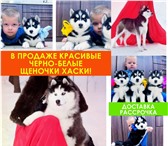 Продаются очаровательные щенята 5050557 Сибирский хаски фото в Архангельске