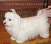 Фотография в Домашние животные Другие животные Племенной питомник Модная кроха предлагает в Москве 35 000