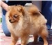 Померанский шпиц-маленькая пушистая девочка 176167  фото в Москве