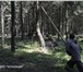 Изображение в Прочее,  разное Разное Удаление деревьев, кронирование, выкорчевка в Дзержинске 300
