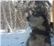 Изображение в Домашние животные Вязка собак Красивый, сильный кобель ищет подружку для в Якутске 3 000