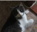 Фотография в Домашние животные Отдам даром отдам в хорошие руки кота.к лотку приучен,в в Набережных Челнах 0