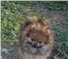 Продается щенок Померанского шпитца, окрас рыжий, 5 месяцев, родословная есть, прививки есть, о 67002  фото в Таганроге