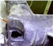 Изображение в Авторынок Автосервис, ремонт Ремонт изделий из пластика и авто-мото-пластика в Тюмени 1 000