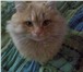 Фотография в Домашние животные Отдам даром Отдадим пушистого рыжего котика в хорошие в Челябинске 0