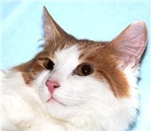В дар - уютный котик-подросток Митенька,  В своей мягкой шубке бело-рыжего окраса он похож на солныш 69478  фото в Москве