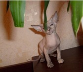Продаются котята Петербургского сфинкса Различные окрасы мальчики и девочки , различные вариации 68934  фото в Воткинске