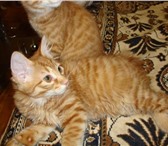 Котята курильские бобтейлы, 3 мес, девочки, клубные, рыжие, цена без права разведения 10000р, 69262  фото в Москве