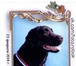 Изображение в Домашние животные Вязка собак Предлагается на вязки кобель Лабрадор-ретривер в Москве 15 000