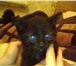 Отдадим котенка: девочка, возраст 1, 5 месяца, окрас черный без пятнышек, Котенок игривый, смыш 69330  фото в Челябинске