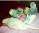 Фото в Домашние животные Птички домашнего разведения, 1 месяц, зелёно-жёлтого в Красноярске 800