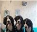 Великолепные щенки немецкого дога чёрно-мраморного окраса, 4982721 Немецкий дог фото в Санкт-Петербурге