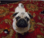 Фото в Домашние животные Вязка собак Мопс мальчик ищет подругу для вязки2015года в Губкин 2 500