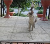Котик ищет хозяев 2041355 Домашняя кошка фото в Дзержинске