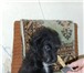 Фотография в Домашние животные Отдам даром Милый щенок -кобель ищет своих добрых хозяев, в Новосибирске 0