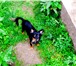 Фото в Домашние животные Вязка собак Ищем вязку. Той-терьер длинношерстный черно-подпалый в Красноярске 1