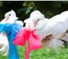 Foto в Домашние животные Птички Выпускать голубей на свадебных торжествах в Апшеронск 1 000