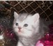 Котята кошечки и котики 1735248 Скоттиш фолд фото в Барнауле