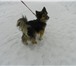 Foto в Домашние животные Найденные В с. Богашево прибилась милая домашняя собачка. в Томске 0