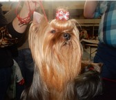 Щенки йоркширского терьера 2336078 Йоркширский терьер фото в Екатеринбурге