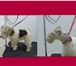 Изображение в Домашние животные Услуги для животных Профессиональный грумер с опытом .Стрижки в Ярославле 0