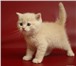 Продаются британские котята из питомника 154800  фото в Москве