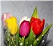 Изображение в Домашние животные Растения Осуществляем оптовые поставки свежих тюльпанов в Новосибирске 18