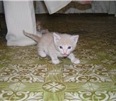 Подарю котят 1, 5 мес, Девочка белая, плавный палевый переход на спинку, ушки и хвост серые, Маль 69302  фото в Красноярске