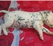 Питомник далматинов Мозаик Стайл предлагает щенков далматина д, р 16 августа 2010г, Мать: Чемпио 67879  фото в Магнитогорске