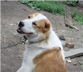 Foto в Домашние животные Вязка собак Красавец мужчина в полном расцвете лет и в Челябинске 10