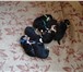 Породистые щенки бернского зенненхунда 1049690 Бернская пастушья собака фото в Вологде