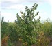Фото в Домашние животные Растения Саженцы зкс, окс, липа, рябина, клен остролистный, в Ульяновске 1 000