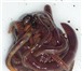 Фото в Домашние животные Другие животные Красный калифорнийский червь Для производства в Красноярске 0