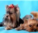 Фото в Домашние животные Вязка собак Для племенного разведения, два мини мальчика в Москве 5 000
