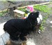 Фотография в Домашние животные Вязка собак Мальчик английский спаниель, 7 лет. чёрный, в Калининграде 1