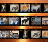 Фото в Домашние животные Стрижка собак УХОД И СТРИЖКА для собак: тримминг, гигиеническая, в Лобня 0
