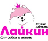 Foto в Домашние животные Стрижка собак Мы оказываем полный спектр услуг для животных: в Владимире 950
