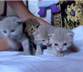 Продам шотландских вислоухих котят, плюшевые, окрас серебристый тигровый, мраморный, шоколадный т 69607  фото в Губкин