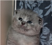 Продаются шотландские котята 1247237 Скоттиш фолд короткошерстная фото в Екатеринбурге