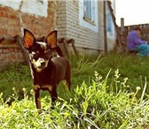 Изображение в Домашние животные Вязка собак ищем девочку той-терьера для вязки. нам 1г. в Челябинске 0