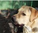 Foto в Домашние животные Вязка собак Предлагаем для вязки лабрадора-ретривера в Липецке 10 000