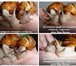 Фото в Домашние животные Другие животные Питомник самых маленьких в Мире собачек - в Санкт-Петербурге 100
