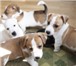 Щенки ДЖЕК РАССЕЛ терьера 3339140 Джек-рассел-терьер фото в Екатеринбурге